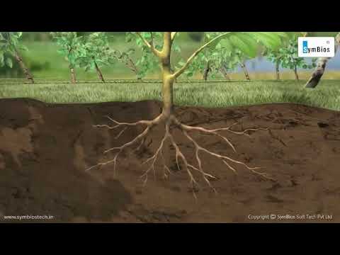 فيديو: ما هو دور البشرة في النباتات؟