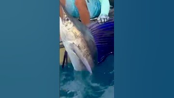 Cá Lạ Ngoài Biển #fishing #amazing #tintuc #cauca365 #short