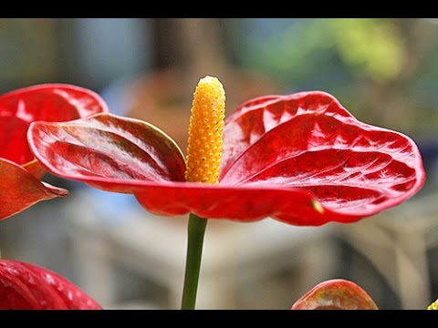 Vidéo: Anthurium et spathiphyllum : description, soins à domicile. Est-il possible de planter du spathiphyllum et de l'anthurium ensemble