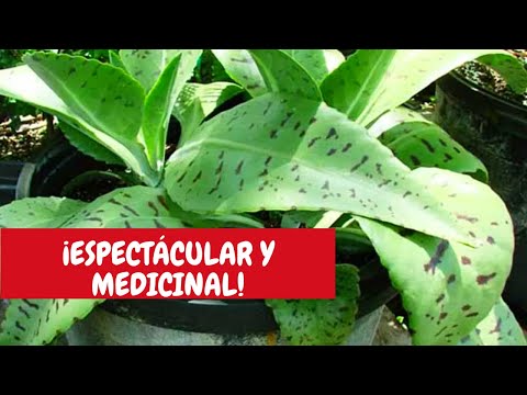 Video: Enfermedades comunes de las plantas de chirivía: reconocer los síntomas de la enfermedad de la chirivía