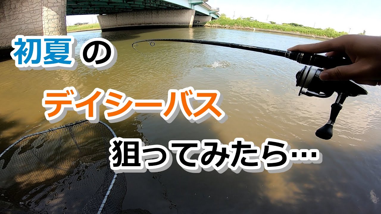 初夏のデイシーバス狙ってみたら…【2022年6月4日】