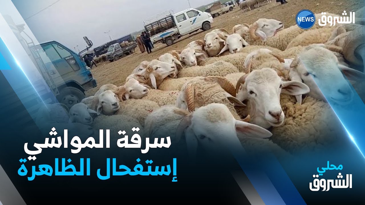 #الشلف | سرقة المواشي .. ظاهرة استفحلت بمنطقة أولاد عبدالقادر .. 