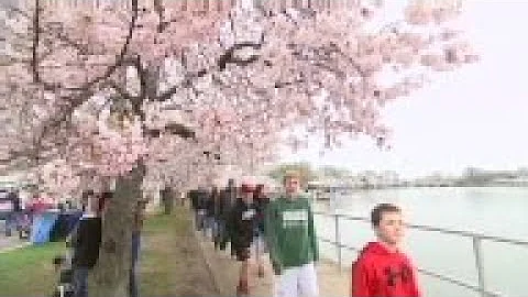 Washington's famous cherry blossoms are set to hit peak bloom this weekend as the National Cherry Bl