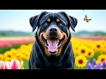 Dog Barking Aggressively Angry Dog Sound Effect Angry Dog Barking Sound Dog Barking Aggressively Angry Dog Sound Effect Angry Dog Barking Sound