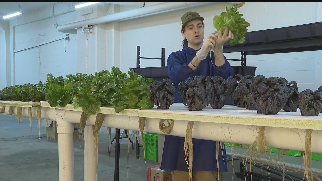 Local urban farm grows rapidly using unique methods - YouTube