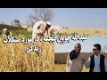 گزارش نظری عبدالله چوپان نیچکه مشکلات زندگی و مشکلات دهقانان ولسوالی چاهی گزارش نظری عبدالله چوپان نیچکه مشکلات زندگی و مشکلات دهقانان ولسوالی چاهی