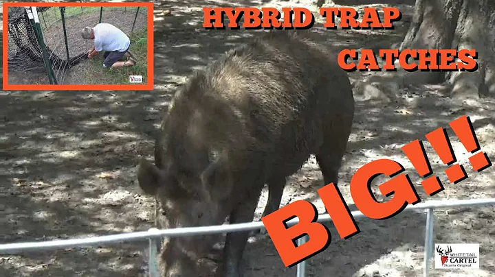 300+lb Hogs: Biggest Boar Catch!