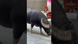 Encountered a powerful creature! Net Worth