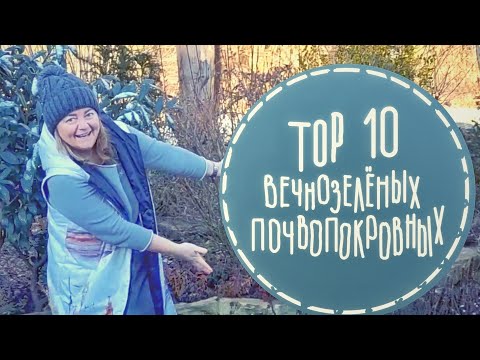 Самые любимые вечнозелёные почвопокровные растения. 🍀Сад без сорняков. 🍀Удачные сочетания растений.