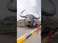 Dangerous buffalo, new express, train level crossing scene#train #shorts