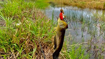 Câu cá lóc bằng nhái hơi 1 đường lụm 1 con quá sướng tay 