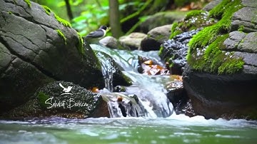 AMPUH ❗ Suara air sungai untuk terapi burung stress - Relaksasi Burung - Terapi burung macet