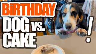 Dog Vs. Cake. Happy Birthday, Maisy Will She Share?