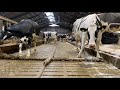 Incredible Modern Automatic Farm #WithMe Cow Farming Milking Milk Feeding Pretty Girl Combine 2021