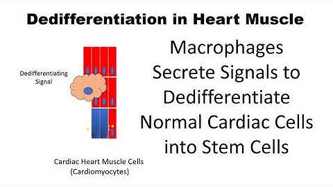 What is Dedifferentiation? Can Normal Cells Turn into Stem Cells?