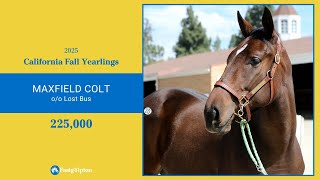Maxfield colt sells for $225,000 at California Fall Yearlings (2025)