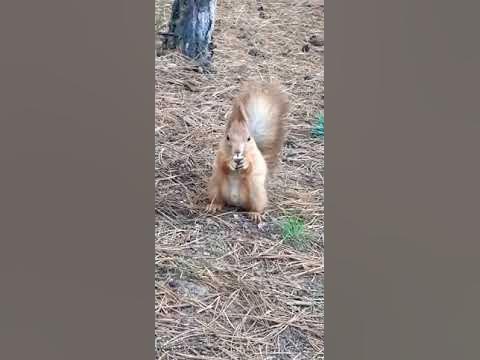 белка ест грибы - YouTube
