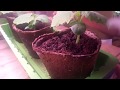Выращивание рассады огурцов на стеллаже в торфяных горшочках