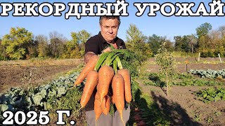видео: Уборка моркови на зиму в 2025г! Где и как хранить, чтобы была сочной, не гнила и сохранилась до мая! картинка: Уборка моркови на зиму в 2025г! Где и как хранить, чтобы была сочной, не гнила и сохранилась до мая!