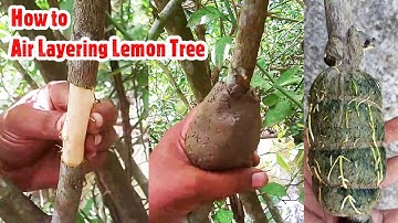 How to grow Air Layering in lemon tree // Easy method to grow Lemon tree from cutting
