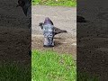 Graceful Pigeons #3,879 #shorts #pigeon #bird #birds #peaceful #youtubeshorts #kabootar #shortvideo
