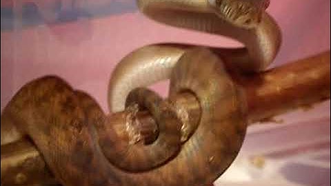 Scrub Python - Voodoo