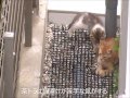 子猫と猫避けの対決！