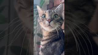 #кот#котики#домашниепитомцы#домашниелюбимцы#тайсон#тосян#милота#cat#cats#catshorts#catsvideo