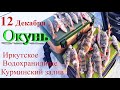 Поехали за лещом наловили окуня. Курминский залив, Иркутское водохранилище, 12 декабря.