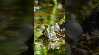 Ranas Cantando y Croando (Sonido de Ranas) | #Shorts