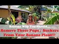 Why You Should Remove Pups / Suckers from the Mother Banana Plant!