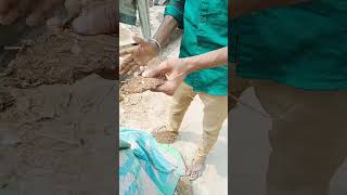 Godar Toro Practis,,