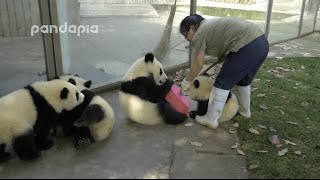 Panda cubs and nanny Mei’s war Ⅱ screenshot 5