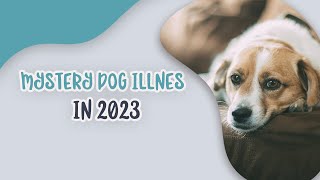 Mystery Dog Illness in 2023 by Ask Dr. Sammy 245 views 4 months ago 3 minutes, 19 seconds