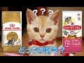 【猫 ごはん】ROYAL CANIN VS SCIENCE DIET  ロイヤルカナン対サイエンスダイエット うまいのどっち？