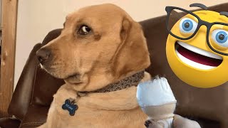 Best Funny Animals Videos 2024 😆 | Funny and Cute Cats 🐈 and Dogs 🐕 Video 2 by Funny Animals City  1,180 views 4 days ago 5 minutes, 7 seconds