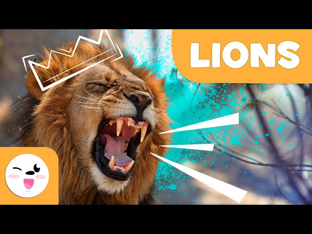 LIONS 🦁 Animals FOR KIDS - Episode 1 class=