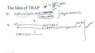Telomerase Repeat Amplification Protocol (TRAP) Overview