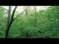 haydn fall, al costado de la ruta