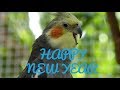 HAPPY NEW YEAR 2018! Pheasantasiam Aviary Q & A.