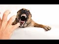 Агрессия собаки | Как избежать агрессии собаки в семье
