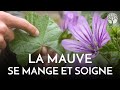 Mauve des bois  maux de gorge et comestible entirement