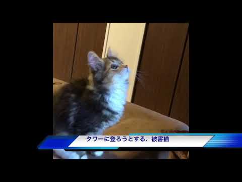 吉田真理子ブリーダーからお迎えしたノルウェージャンフォレストキャット：幸春ちゃん