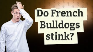 Do French Bulldogs stink?