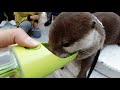 Important things for me to live with an otter [Otter life Day 208]【カワウソアティとにゃん先輩】