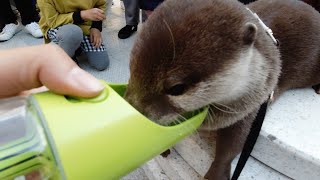 Important things for me to live with an otter [Otter life Day 208]【カワウソアティとにゃん先輩】