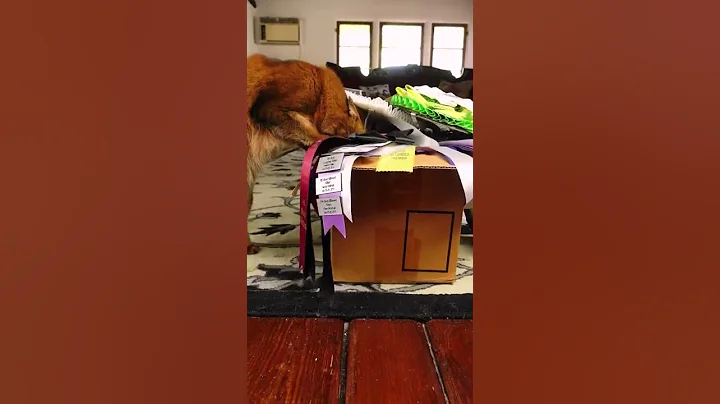 Watch the video about Summer Was a Show Cat, and Cat Show Competition Winner - Here Are Her Ribbons #shorts