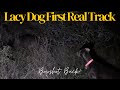 Tricolor Blue Lacy Dog First Real Deer Track