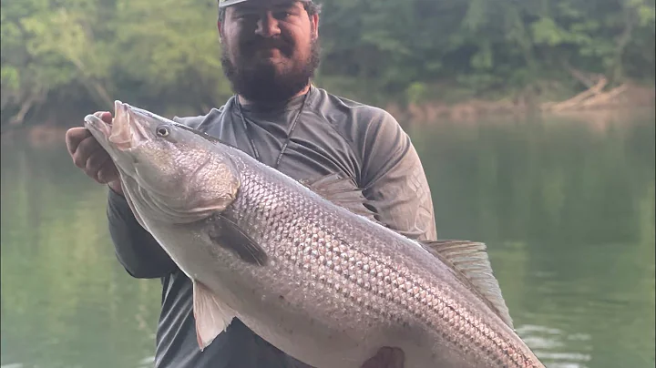 Cumberland River Striper Fishing