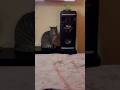 #взаимоотношения #социум #cat #веселыекоты #cute #красиваякошка #frenchbulldog #кот #милота